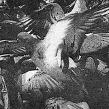 artist image
