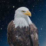 artist image
