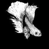 artist image
