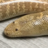 Image of Steve Sniff