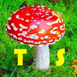 Toadstool Shadow