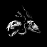 Chimaira photo 3