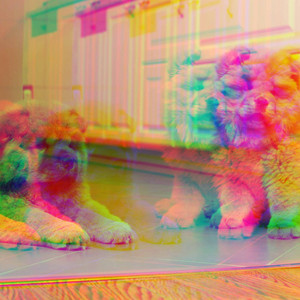 Refined Ambiance for Cat Friendly Puppy album