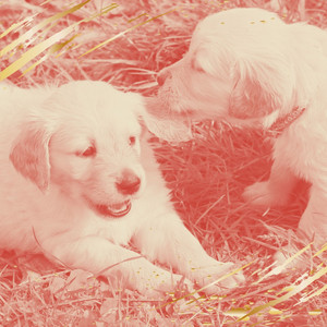 (Bossa Nova) Music for Cutest Dogs album