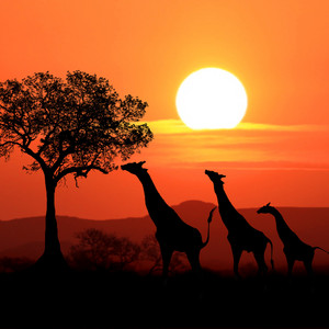 Leonardo Travensoli - Africa