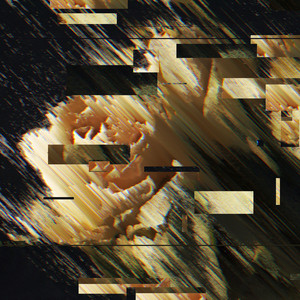 Flowers by Rokai, Chasing Horizon