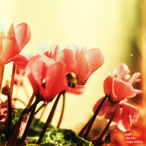 Finding You by Epifania, Linearwave