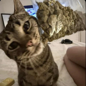 ZA PACK