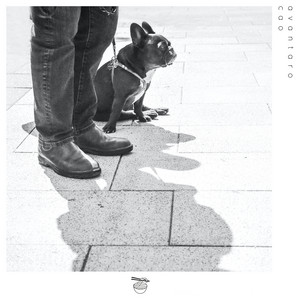 Cão