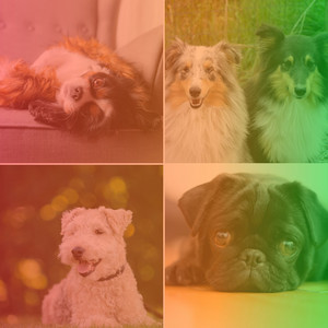Music for Dogs Training (Trumpet and Alto Sax) album