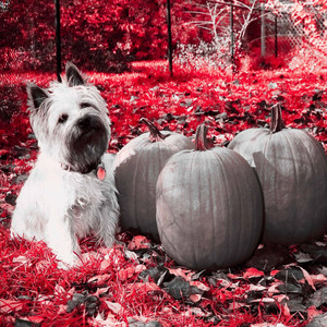 Trio Jazz - Background for Doggy Nap Spaces album