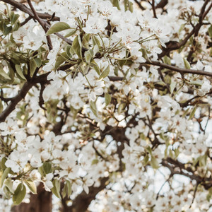 The First Signs of April by Lowfy Lowky