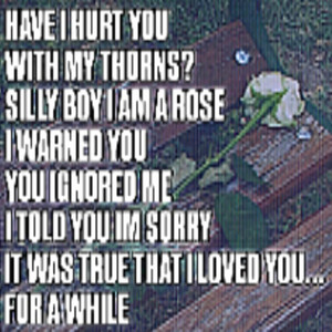 white rose by syana