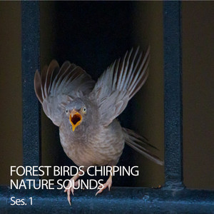 Forest Birds Chirping Nature Sounds Ses. 1 album