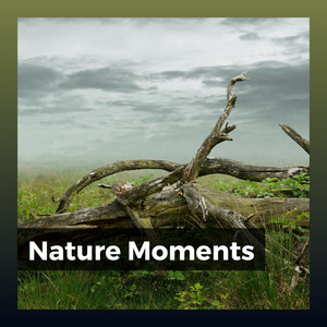 Nature Moments album