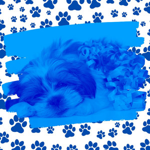 Music for Morning Dog Walks - Sunny Piano album