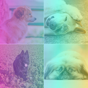 Feelings for Keeping Dogs Soothed album