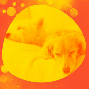 Lonely Ambiance for Well Behaved Dogs album