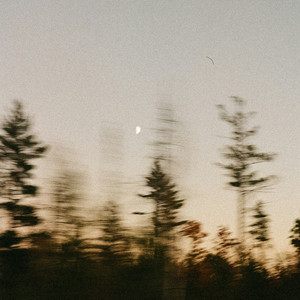 the path by nest., shadow.