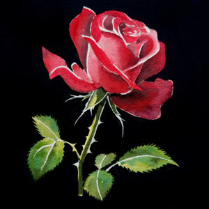 Rose
