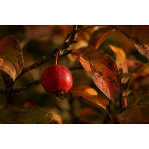 Bitter Fruit by Bad Orchard