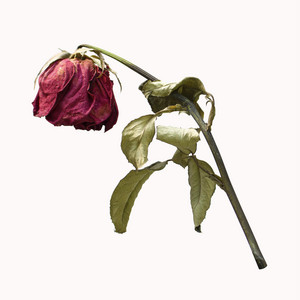 Wilted Flower