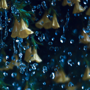 Bubbly Droplets