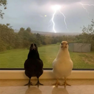 Chicken