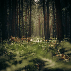 Depth of Trees by Silenced