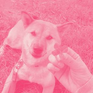 Music for Doggy Radio - Dream Like Jazz Quintet album