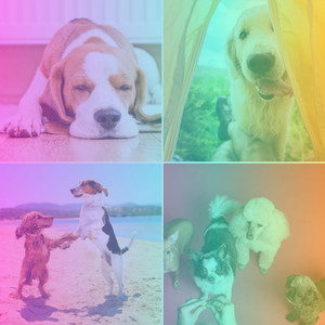 Music for Puppy Nap Times - Festive Chill Out Guitar album