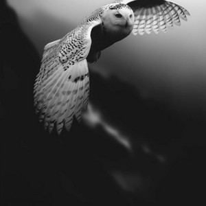 Singer Tahir Farooq - Tede Yar Hain Tede Dushman nise