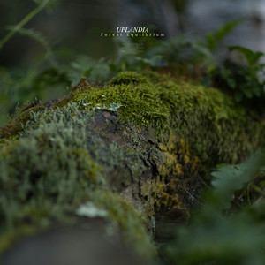 Forest Equlibrium by Uplandia