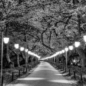 Shine Your Light by Khalid Myfa