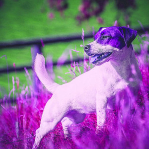 Cool Background for Jazzy Dogs album