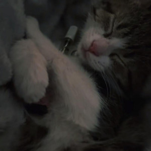 TWO TONE - Kill On Demand