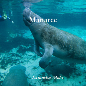 Manatee by Lamocha Mola