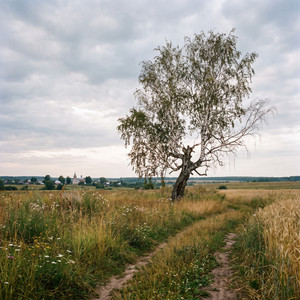 Белая берёза by Garik Garik