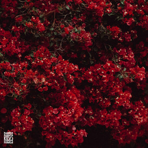 ROSES by Dario Cuniberti