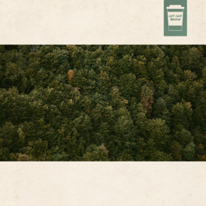 overstory by oxinym, Spective