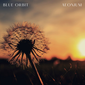 Aeonium by Blue Orbit
