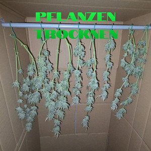 Pflanzen trocknen by Marek501