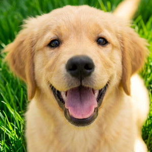 ALOHI STYLE - My Cute Dog!