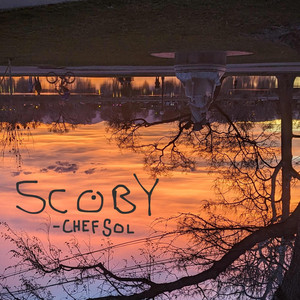 Scoby