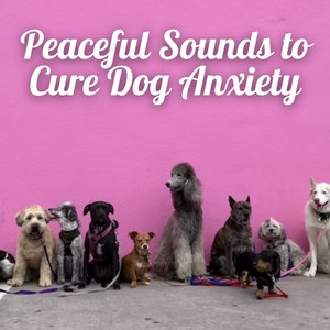 Peaceful Sounds to Cure Dog Anxiety album