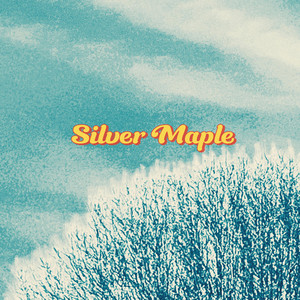Silver Maple