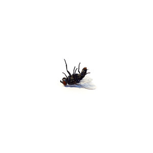 Packrat
