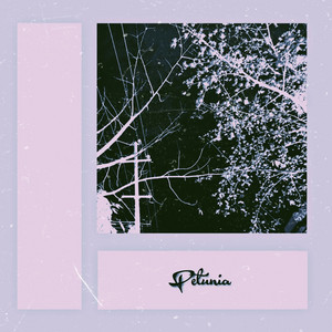 petunia