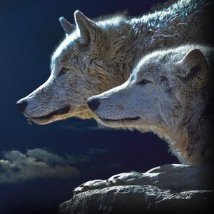 Nature Soundscape - Wolf Sounds