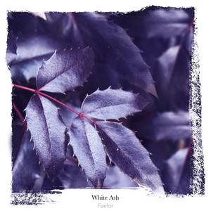 White Ash by Faelor